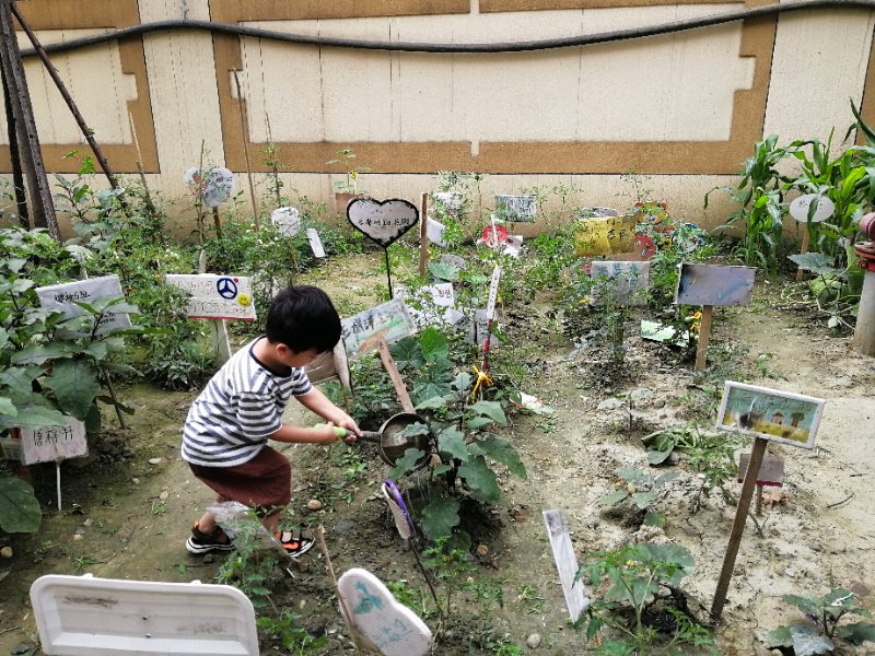 我们的小菜园——西航港常乐幼儿园中二班种植活动