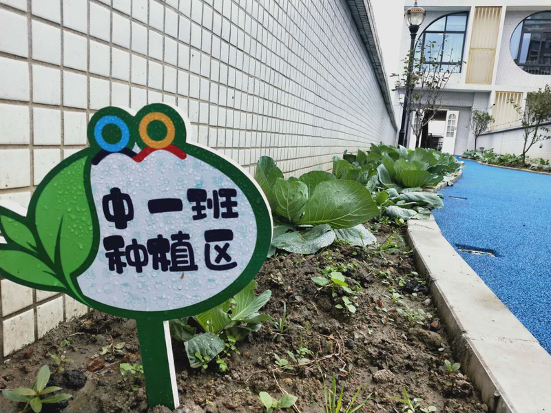 童样采摘别样精彩记协和红瓦幼儿园种植采摘活动