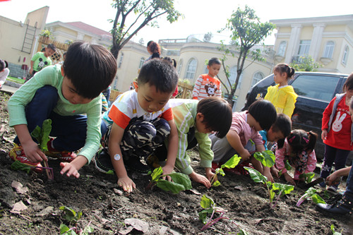 幼儿园种植园美篇图片