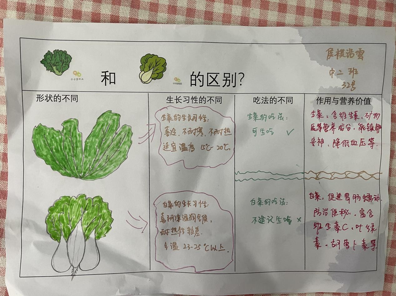 生菜总动员记成都市双流区协和红瓦幼儿园课程故事二
