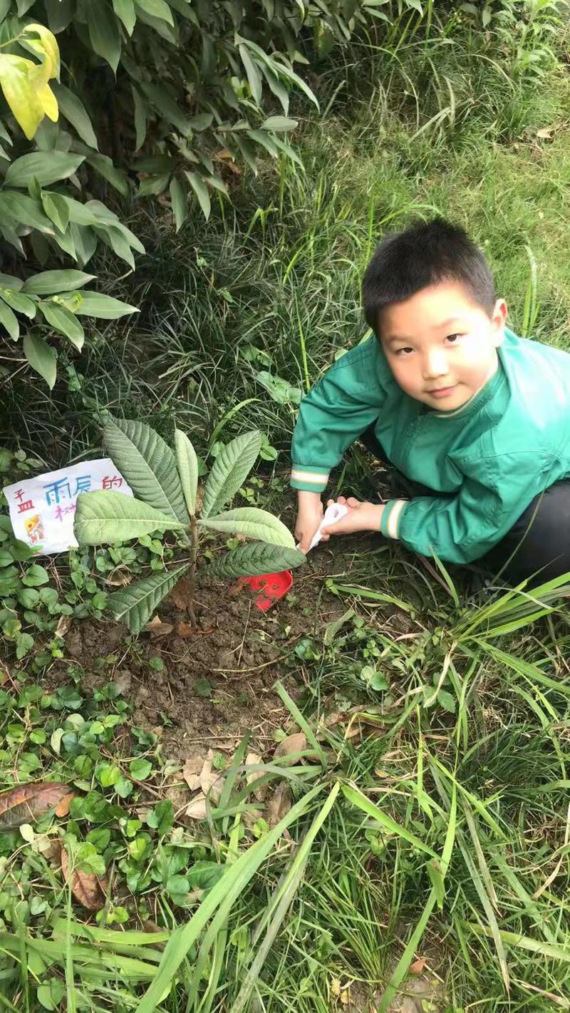 我为地球种棵树2